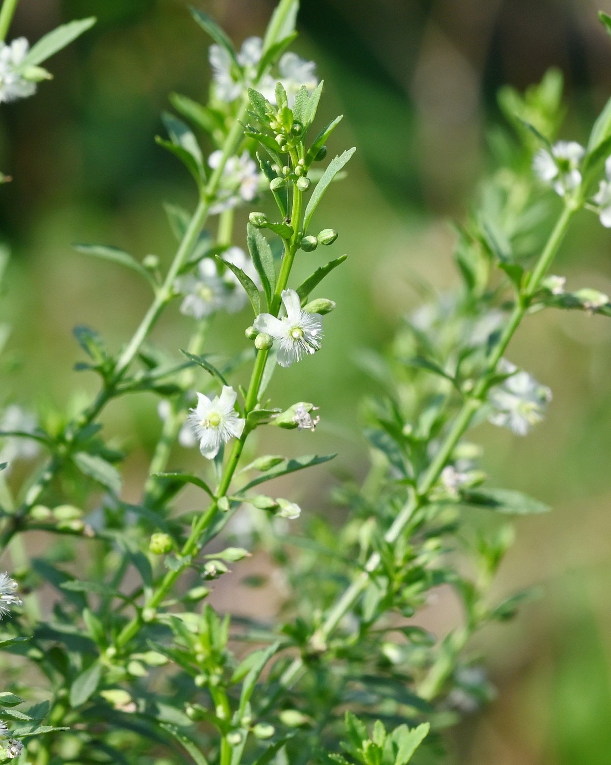 Scoparia dulcis